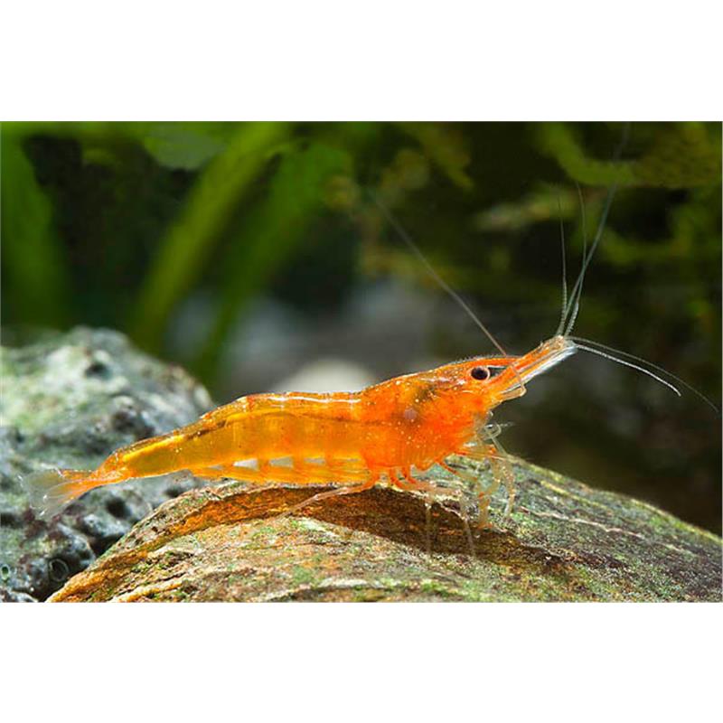 Caridina sp. Orange shrimp - imagine 4